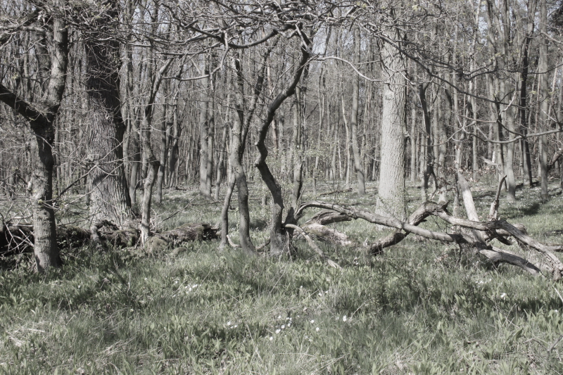 Killikus&reg; Fotographie