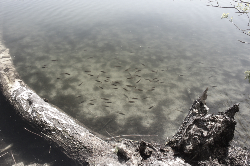 Killikus&reg; Fotographie