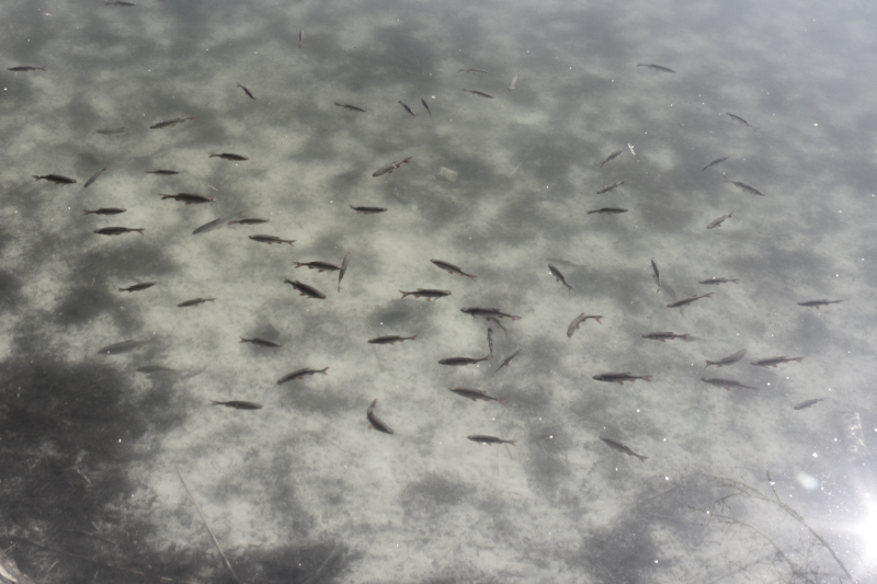 Killikus&reg; Fotographie