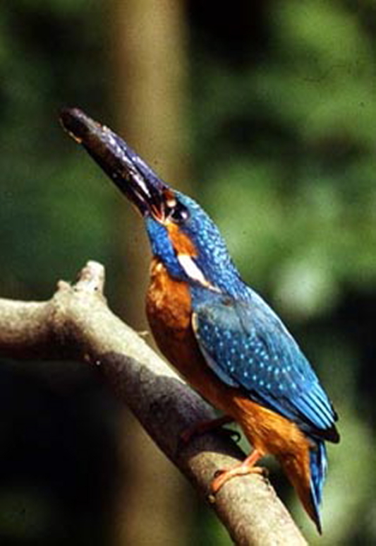 Killikus&reg; Fotographie