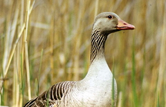 Killikus&reg; Fotographie