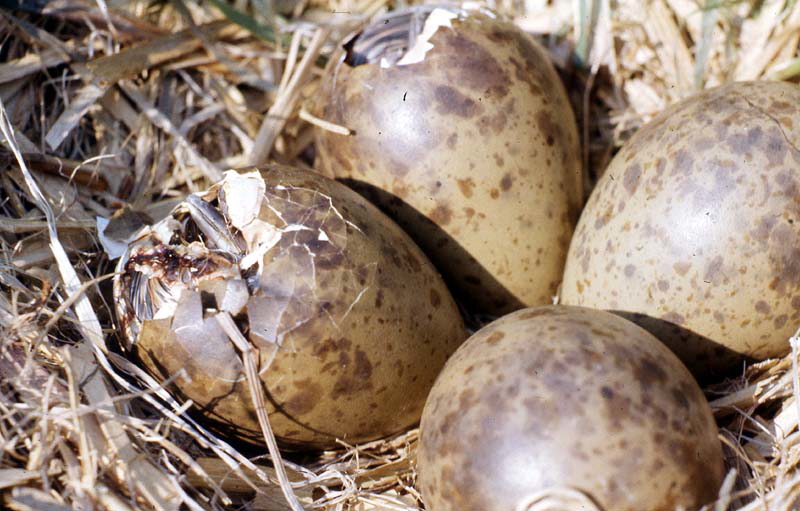 Killikus&reg; Fotographie