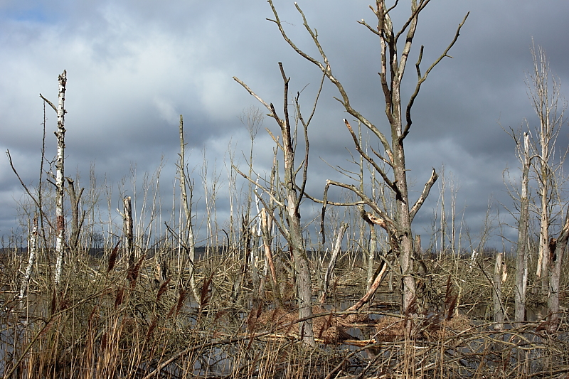 Killikus® Fotographie Killikus® Fotographie