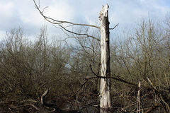 Killikus&reg; Fotographie