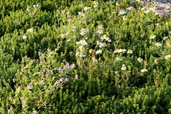 Killikus&reg; Fotographie