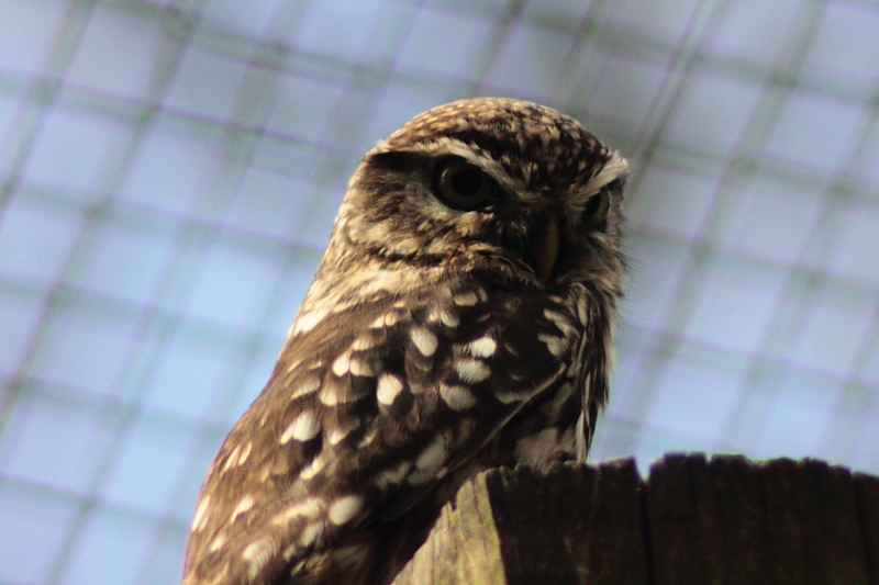 Killikus&reg; Fotographie