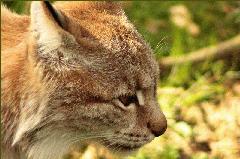 Killikus&reg; Fotographie