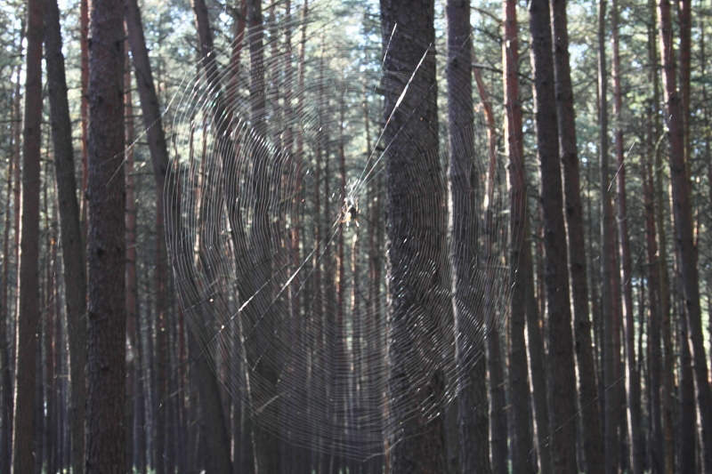 Killikus® Fotographie Killikus® Fotographie