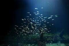 Killikus&reg; Fotographie