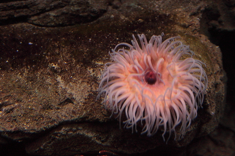 Killikus&reg; Fotographie