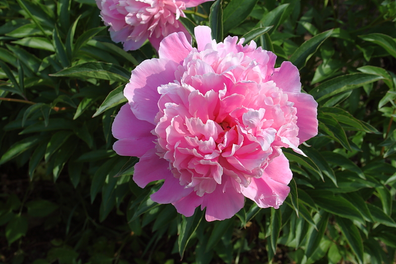 Killikus&reg; Fotographie