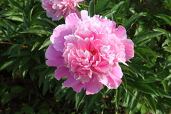 Killikus&reg; Fotographie