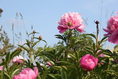 Killikus&reg; Fotographie