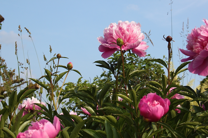 Killikus&reg; Fotographie