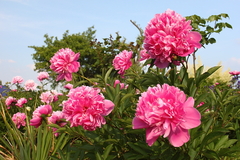 Killikus&reg; Fotographie