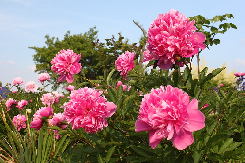 Killikus&reg; Fotographie