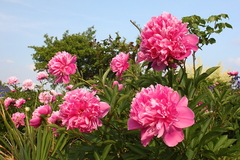 Killikus&reg; Fotographie