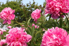 Killikus&reg; Fotographie