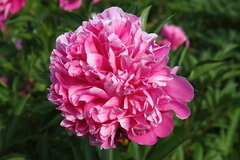 Killikus&reg; Fotographie