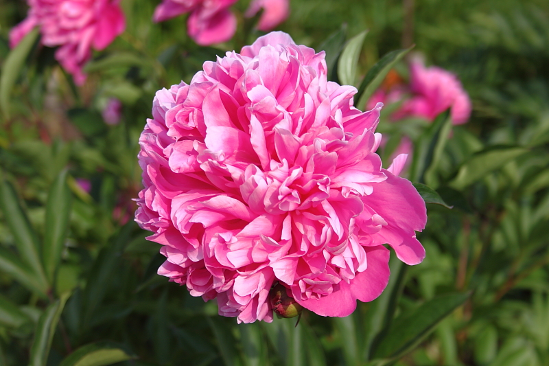 Killikus® Fotographie Killikus® Fotographie