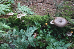 Killikus&reg; Fotographie