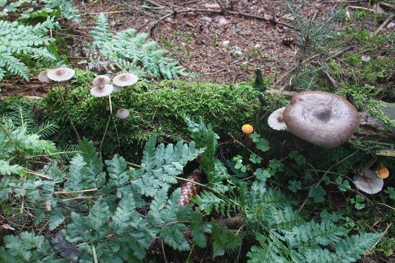 Killikus&reg; Fotographie