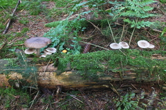 Killikus&reg; Fotographie