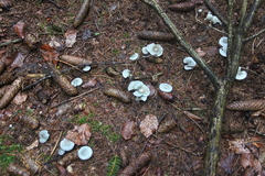 Killikus&reg; Fotographie