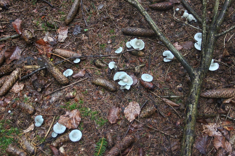 Killikus&reg; Fotographie