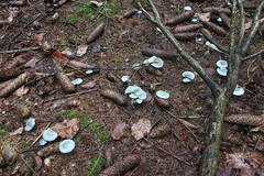 Killikus&reg; Fotographie