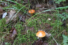 Killikus&reg; Fotographie