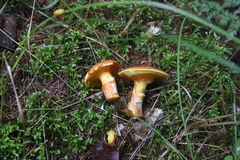 Killikus&reg; Fotographie