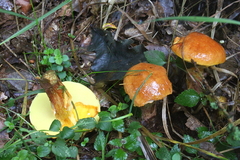 Killikus&reg; Fotographie