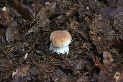 Killikus&reg; Fotographie