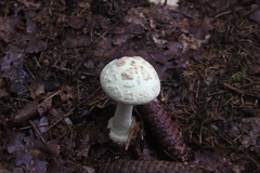 Killikus&reg; Fotographie