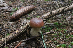 Killikus&reg; Fotographie