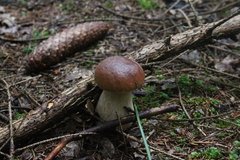 Killikus&reg; Fotographie