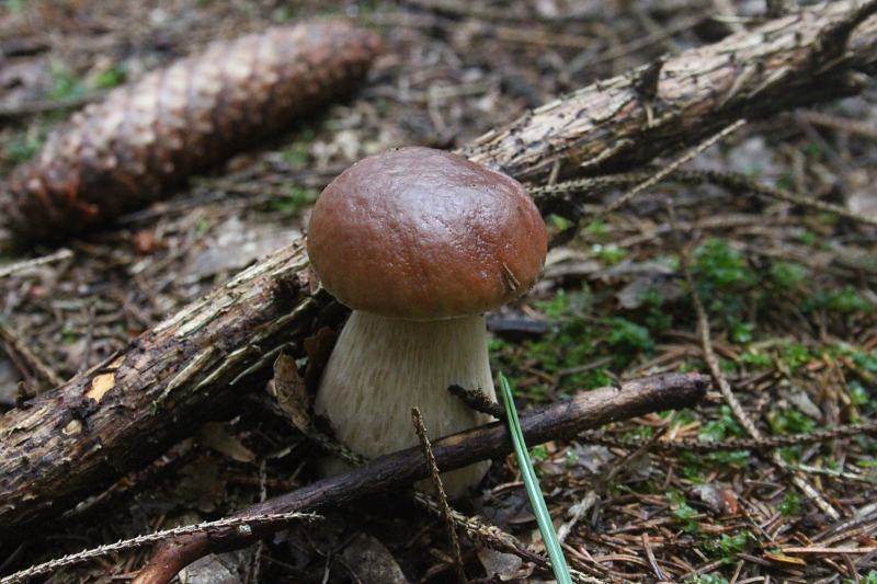 Killikus&reg; Fotographie