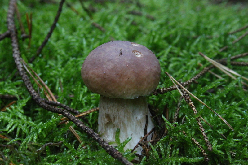 Killikus&reg; Fotographie