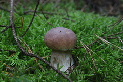 Killikus&reg; Fotographie