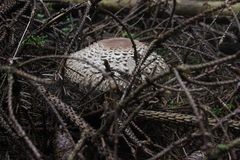 Killikus&reg; Fotographie