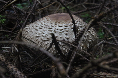 Killikus&reg; Fotographie