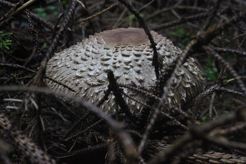 Killikus&reg; Fotographie