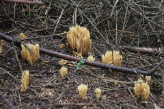 Killikus&reg; Fotographie