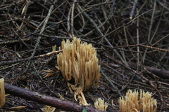 Killikus&reg; Fotographie