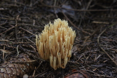 Killikus&reg; Fotographie