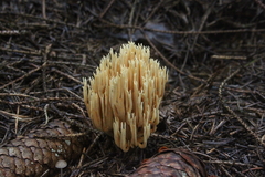 Killikus&reg; Fotographie