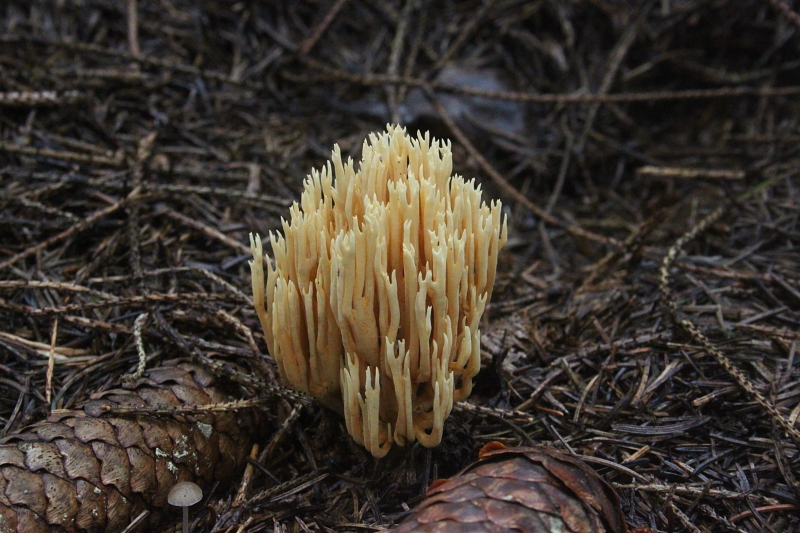 Killikus&reg; Fotographie