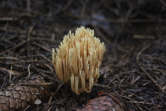 Killikus&reg; Fotographie