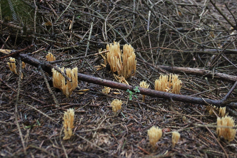 Killikus® Fotographie Killikus® Fotographie